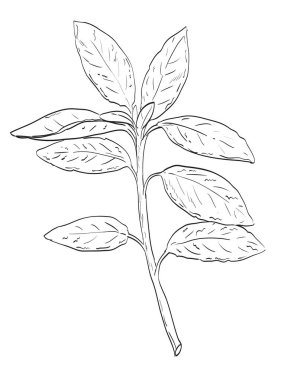 Salvia officinalis 'in eskiz stili çizimi, izole edilmiş beyaz arka planda siyah beyaz çizgi sanatında baharat bitkisi olarak kullanılan Lamiaceae ailesinin yaygın adaçayı veya adaçayı..