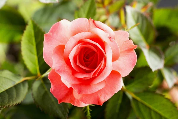 Ροζ Τριανταφυλλο Στο Κοντινό Οριζόντια Εικόνα — Φωτογραφία Αρχείου