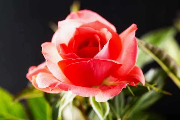 Rosa Rose Über Schwarzem Hintergrund Horizontales Bild — Stockfoto