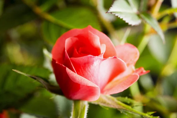 Ροζ Τριανταφυλλο Στο Κοντινό Οριζόντια Εικόνα — Φωτογραφία Αρχείου