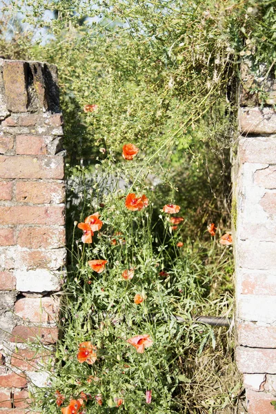 Pared Ladrillo Con Poppers Rojos Imagen Vertical —  Fotos de Stock