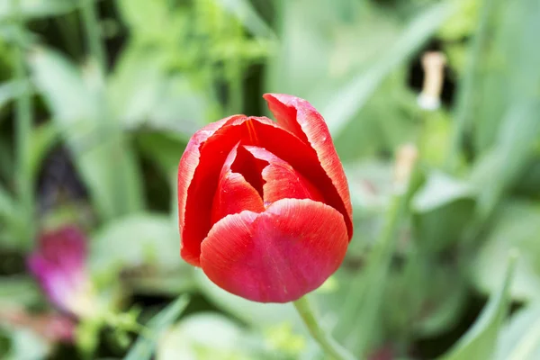 Tulipa Vermelha Close Imagem Horizontal — Fotografia de Stock