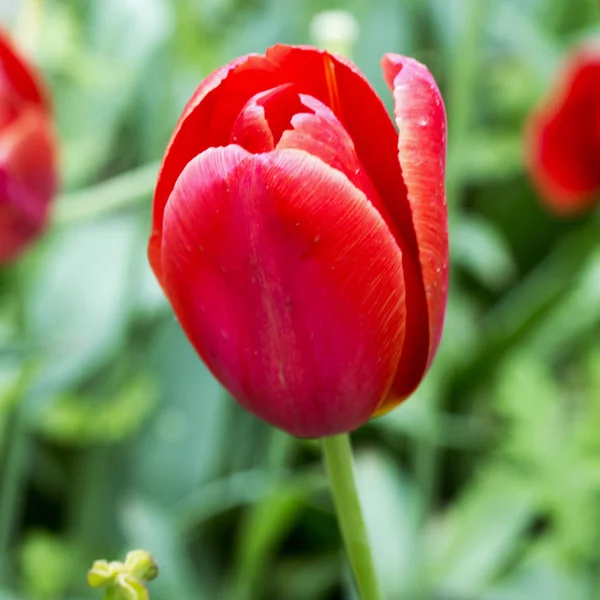 Tulipa Vermelha Perto Imagem Quadrada — Fotografia de Stock