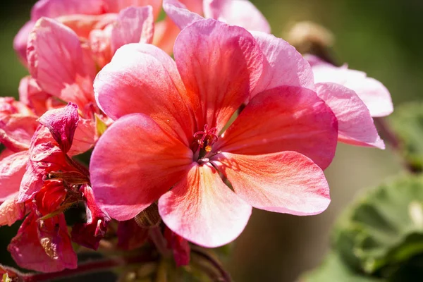 Pink Geranium Dalam Close Horisontal Gambar — Stok Foto