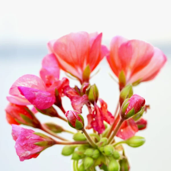 Pink Geranium Gray Background Square Image — Stock Photo, Image