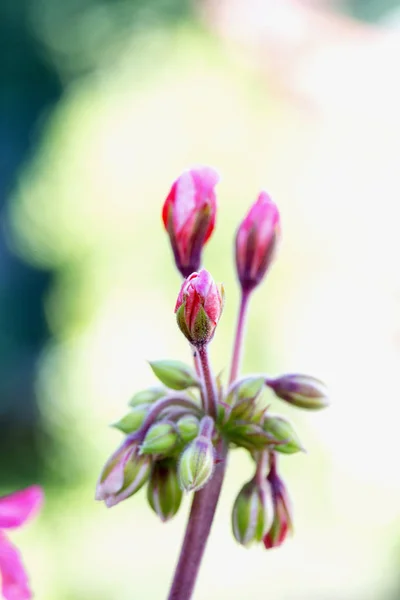 Gerania Pupeny Přes Zelené Pozadí Svislý Obraz — Stock fotografie