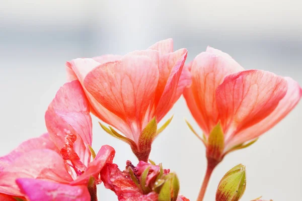 Pink Geranium Close Horizontal Image — Stock Photo, Image