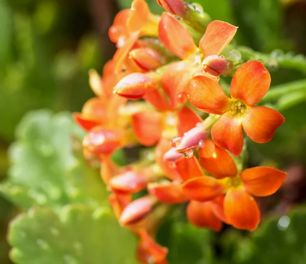 Fleurs Rouges Avec Gouttes Pluie Image Horizontale — Photo