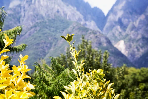 Foglie Alberi Con Montagne Sul Retro Immagine Orizzontale — Foto Stock