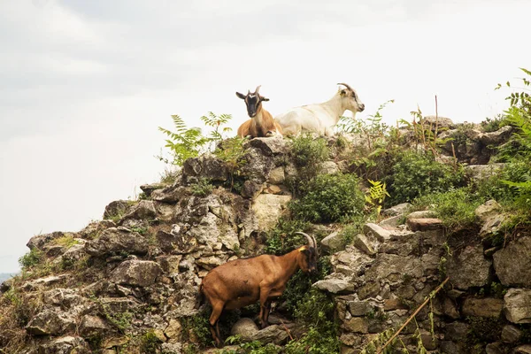 Cabras Trepando Sobre Piedras Bajo Cielo Gris Imagen Horizontal —  Fotos de Stock