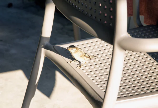 棕色椅子上的小麻雀 水平图像 — 图库照片