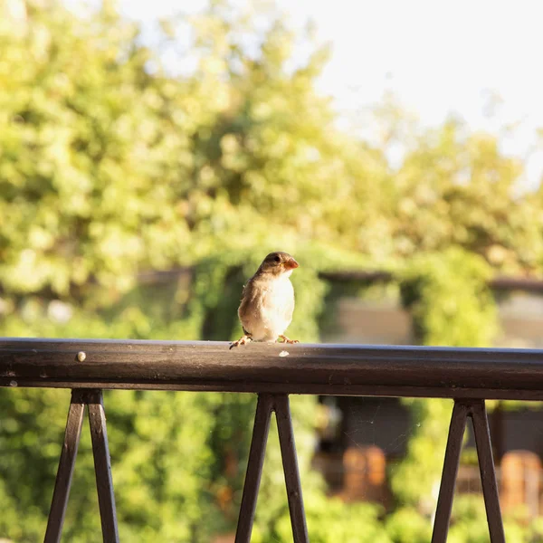 Ensam Sparrow Över Räcket Vegetation Bakgrunden Kvadratisk Bild — Stockfoto
