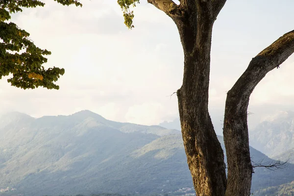 Tree over mountains landscape and sky, horizontal image