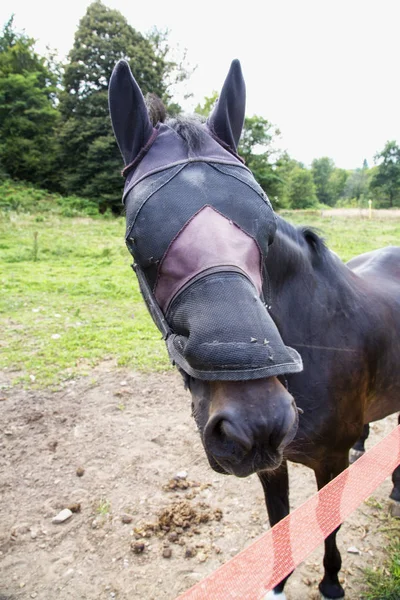 Caballo Con Los Ojos Cegados Primer Plano Cabeza Imagen Vertical — Foto de Stock