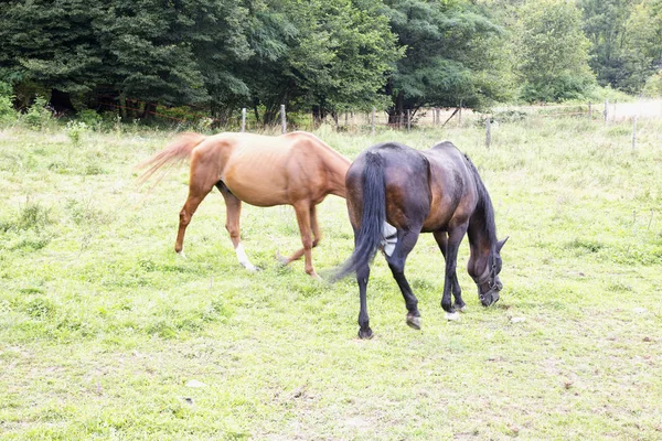 Cavalos Comendo Grama Imagem Horizontal — Fotografia de Stock
