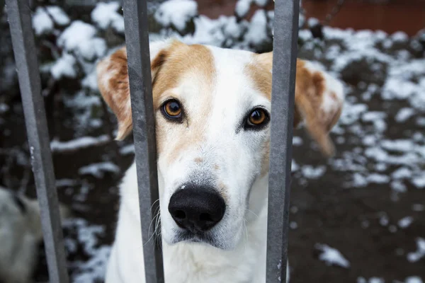 Sad Dog behind the bars, horizontal image