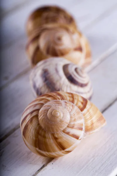 Conchas Uma Fileira Sobre Mesa Branca Imagem Vertical — Fotografia de Stock