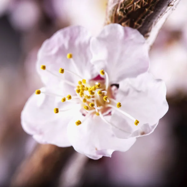 Fiore di albicocca, da vicino — Foto Stock