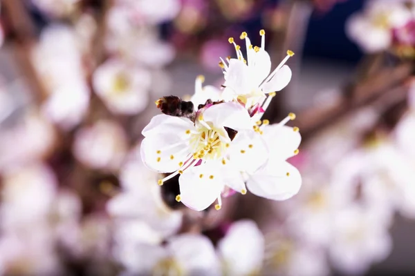 Aprikos blomma i närbild — Stockfoto