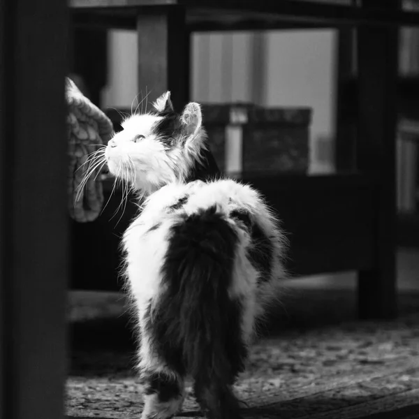 Γάτα κοιτάζοντας επάνω, μαύρο και άσπρο — Φωτογραφία Αρχείου