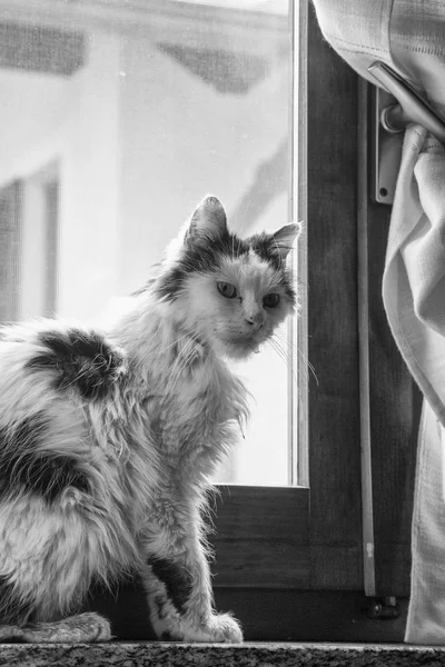 창 가에 앉아있는 고양이 — 스톡 사진