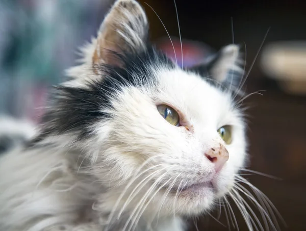 クローズアップで緑色の目の猫の顔 — ストック写真