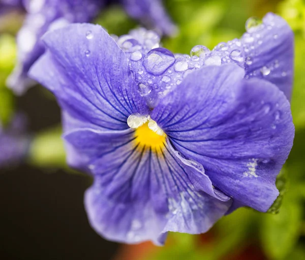 Violet with drops of water — Stock Photo, Image