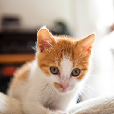 Kırmızı ve beyaz kedi yavrusu, yakın plan, yatay görüntü
