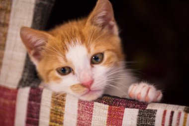 Üzgün kedi yakından, yatay görüntü
