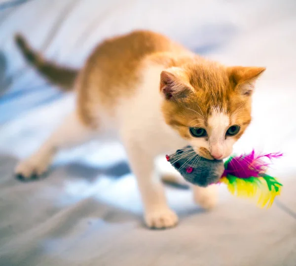 Küçük Kedi Ağzına Oyuncak Bir Fare Alıyor Yatay Görüntü — Stok fotoğraf