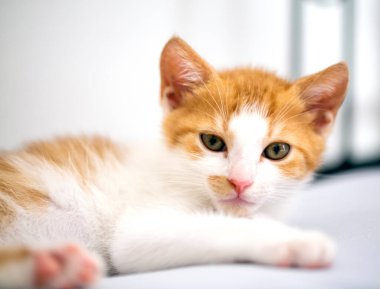 Çekingen küçük kedi yavrusu kameraya bakıyor, yatay görüntü