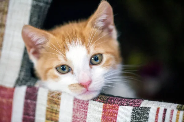 Kleine Traurige Katze Schaut Aus Dem Katzenbett Horizontales Bild — Stockfoto