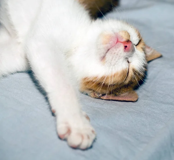 Gatito Pequeño Durmiendo Sonriendo Cerca —  Fotos de Stock