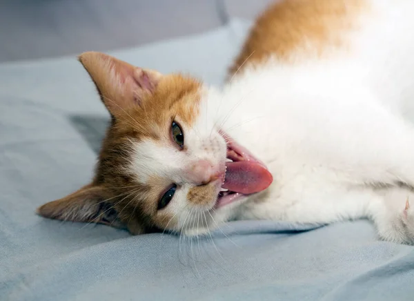 Grinning small kitten looking at camera, horizontal image