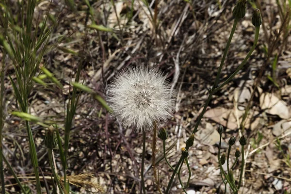 Enkele Paardenbloem Met Groene Planten Vuil Langs Kant Van Trail — Stockfoto