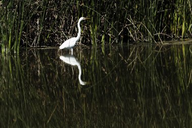 Su yeşil sazlık ve yansıma ile ayakta beyaz ak balıkçıl