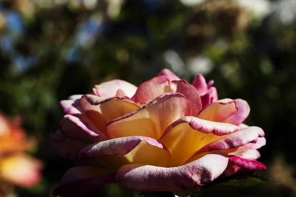 背景赤で暗い Foilage 側からバラの花ピンク オレンジの花びら — ストック写真