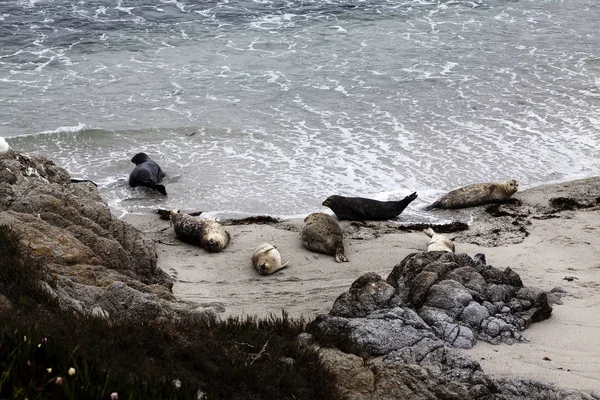 Plusieurs Phoques Tachetés Sur Plage Sable Monterey Californie — Photo