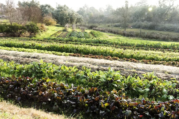 Řádky Zelinářství Malé Farmě Ovcí Pozadí — Stock fotografie