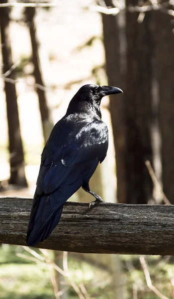 Black Crow Bird Sitting Wooden Fence Rail Trees Background — Stock Photo, Image