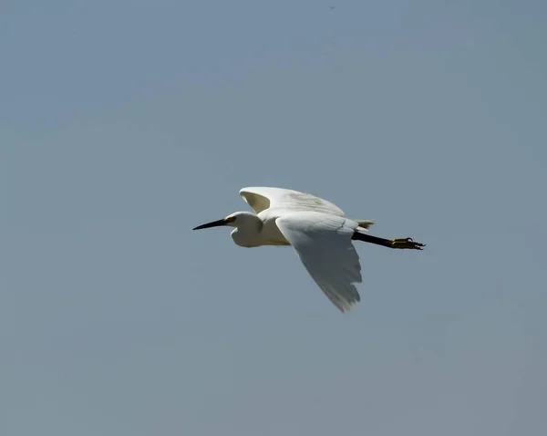 Aigrette Blanche Volant Dans Ciel Bleu Avec Des Ailes Écartées — Photo