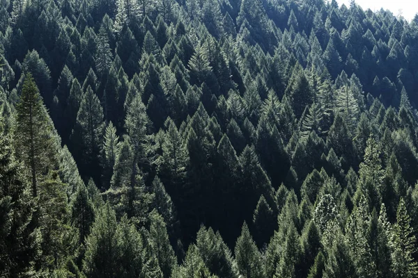 Ağaçların çoğunlukla çam arka aydınlatma ile dağ tarafında 