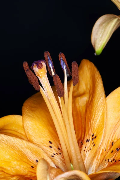 暗い背景にオレンジ色の花の花びら葯 Filements 雄しべクローズ アップ — ストック写真