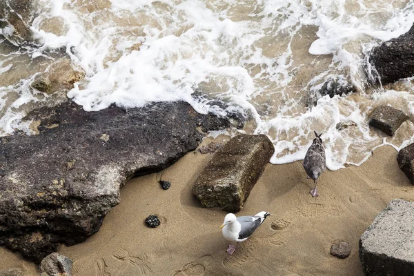 Twee meeuwen lopen op het strand met golven van bovenaf — Stockfoto