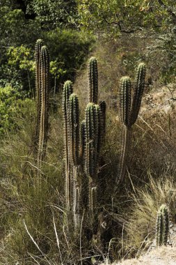 Kaktüs Bitki Trail Peru Güney Amerika Boyunca Ayakta