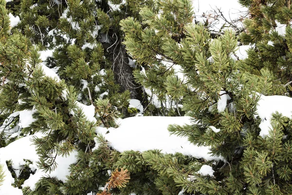 Evergreen Ağaç Dalları California Lake Tahoe On Kar