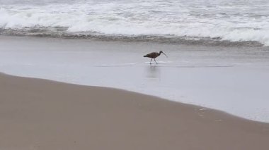 Kıvrımlı Kuş Kum Sahil Avuçlu Watsonville California Okyanus Dalgalarıyla Yürüyor ve Besleniyor