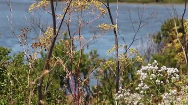 Yeşil Beyaz ve Sarı Bitkiler Rüzgarda Sallanıyor Arka planda Petaluma Nehri ile Kaliforniya