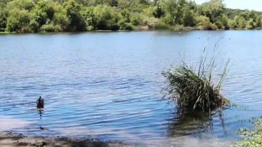 Kanada Kaz Yüzüyor Sonra Gölde duruyor Arka planda yeşil ağaçlarla Santa Rosa California