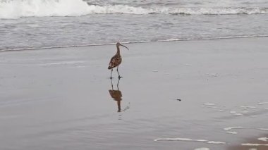 Kıvırcık Kuş Islak Kum Kumsalında Yürüyor Okyanus dalgaları Watsonville California 'da akıyor